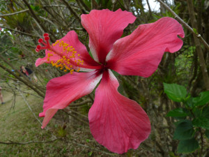Exotic red flower in Cuba